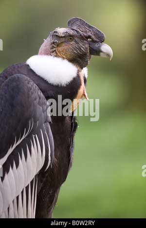 Condor andino - Vultur gryphus Foto Stock