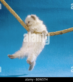 Colorpoint kitten - appeso sulla corda Foto Stock