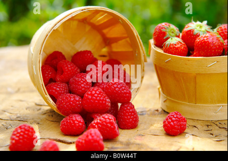 Fresche lamponi raccolti in cesti di frutta su un tavolo da giardino in giardino Foto Stock