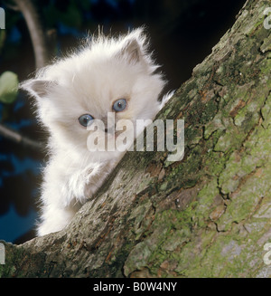 Colorpoint - gattino su albero Foto Stock