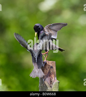 Starling Sturnus vulgaris alimentazione dei giovani Potton Bedfordshire Foto Stock