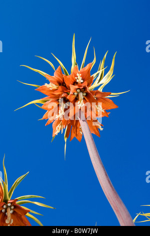 La corona imperiale (Fritillaria imperialis) Foto Stock