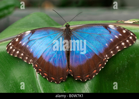 Blu Peleides morfo (Morpho peleides) Foto Stock