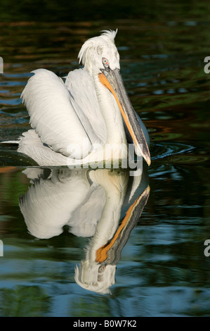 Pellicano dalmata (Pelecanus crispus) Foto Stock