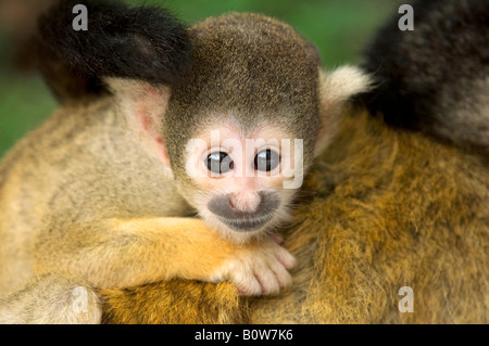 Giovane nero-capped Scimmia di scoiattolo (Saimiri boliviensis) Foto Stock