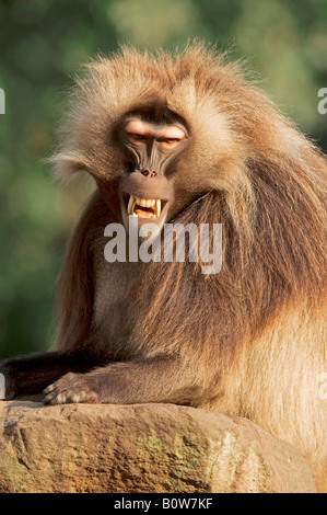 Maschio di babbuino Gelada (Theropithecus gelada) Foto Stock