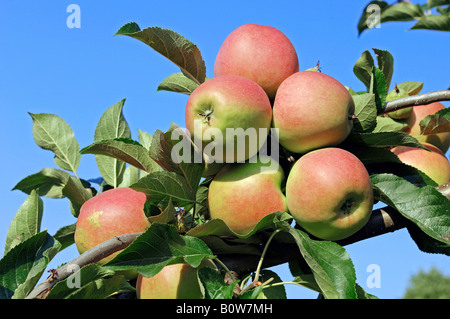 Mele mature (malus) su un albero, Altes Land Bassa Sassonia, Germania, Europa Foto Stock