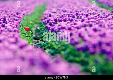 Campo di tulipani (Tulipa spec.) vicino a Lisse, Paesi Bassi, Europa Foto Stock