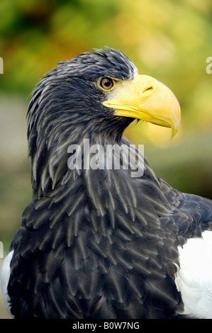 Steller's Sea Eagle (Haliaeetus pelagicus) Foto Stock