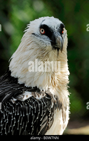 Gipeto o Lammergeier (Gypaetus barbatus) Foto Stock