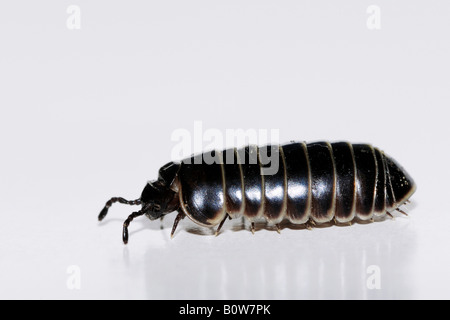 Pillola millepiedi Glomeris (spec.) Foto Stock