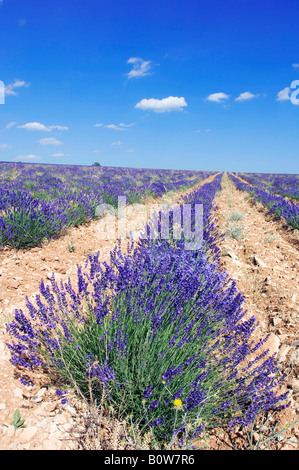 Lavanda in fiore (Lavendula angustifolia) in un campo, Provenza, Francia Meridionale, Europa Foto Stock