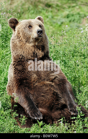 Kodiak Bear (Ursus arctos middendorffi) Foto Stock