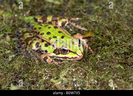 Rana Verde (Rana esculenta), Renania settentrionale-Vestfalia, Germania, Europa Foto Stock