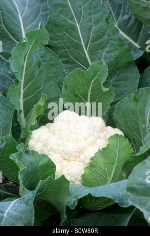 Il cavolfiore (Brassica oleracea var. botrytis) Foto Stock