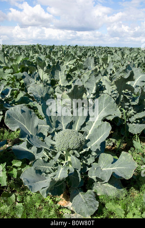 Campo di Broccoli (Brassica oleracea var. italica), Nord Reno-Westfalia, Germania Foto Stock