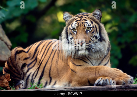 La tigre di Sumatra (Panthera tigris sumatrae) Foto Stock