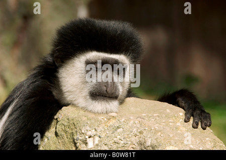 Est in bianco e nero Colobus Monkey o Mantled (Guereza Colobus guereza) Foto Stock