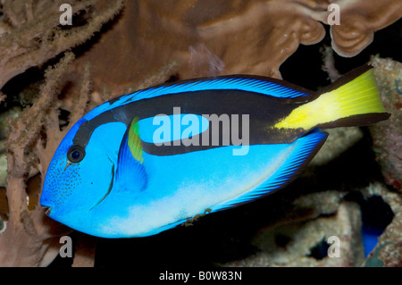 Linguetta Blu, Blu Ippona codolo o Palete Surgeonfish (Paracanthurus hepatus) Foto Stock