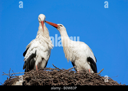 Cicogna bianca (Ciconia ciconia), coppia in un nido, Renania settentrionale-Vestfalia, Germania, Europa Foto Stock