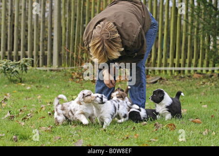 Donna con sei pastore australiano cuccioli in giardino Foto Stock