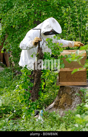 Apicoltore apiarist o raccogliere un sciame di ape Foto Stock