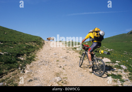 Mountain biker che porta uno zaino, equitazione su un sentiero di ghiaia, mucca in piedi sul percorso, Plumsjoch Pass, Schwaz, gamma Karwendel, Foto Stock