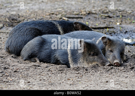 Collare (Pecari Tayassu tajacu), nativo di Brasile Foto Stock