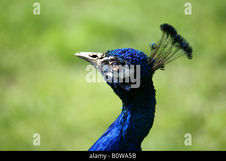 Primo piano della testa di pavone con il fuoco selettivo empasizing occhio e texture sulla parte superiore della testa Foto Stock