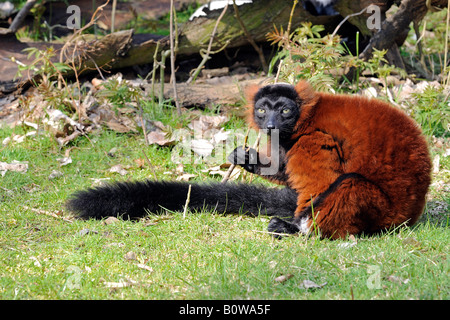 Rosso lemure Ruffed (Varecia rubra) Foto Stock