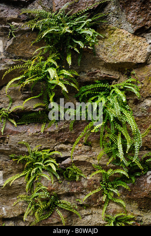 Maidenhair Spleenwort (felci Asplenium trichomanes) crescente lungo una parete di pietra Foto Stock