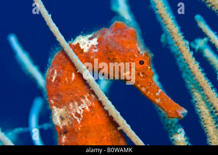 Rosso Cavalluccio Marino Longsnout o snello cavalluccio marino (Hippocampus reidi) nascosti tra soft coral, Roatan in Honduras Caraibi Foto Stock