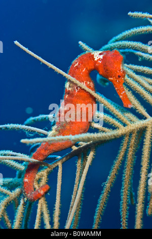 Rosso Cavalluccio Marino Longsnout o snello cavalluccio marino (Hippocampus reidi) nascosti tra soft coral, Roatan in Honduras Caraibi Foto Stock