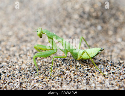 Mantide Religiosa (mantide religiosa) sulla spiaggia di sabbia, Isola di Lombok, Lesser Sunda Islands, Indonesia Foto Stock