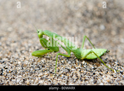 Mantide Religiosa (mantide religiosa) sulla spiaggia di sabbia, Isola di Lombok, Lesser Sunda Islands, Indonesia Foto Stock