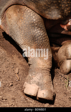 Il rinoceronte indiano piede (Rhinoceros unicornis), Zoo di Norimberga, Media Franconia, Baviera, Germania, Europa Foto Stock