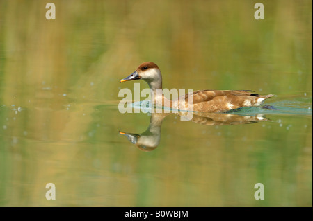 Rosso-crested Pochard (Netta rufina) nuoto, riflessa sulla superficie dell'acqua Foto Stock