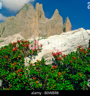 Ghirlanda o rododendro irsuto Alpine Rose (Rhododendron hurisutum), Alpi Austria, Europa Foto Stock