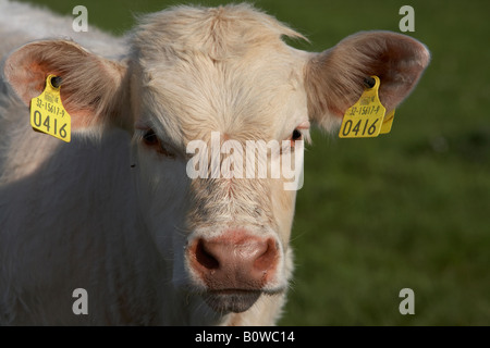 Charolais beef cow con orecchio alla ricerca di tag alla telecamera nella contea di Sligo, Repubblica di Irlanda Foto Stock