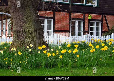 Giardino di primavera con la fioritura narcisi (Narcissus spec.), un vecchio Farnia (Quercus robur), white Picket Fence con travi di legno e h Foto Stock