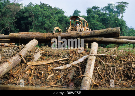 La distruzione della foresta pluviale, deforestazione, Borneo, sud-est asiatico Foto Stock