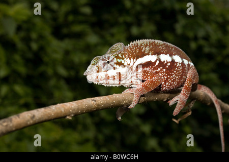 Maschio di Panther Chameleon (Furcifer pardalis), Madagascar, Africa Foto Stock