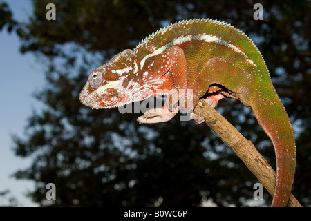 Maschio di Panther Chameleon (Furcifer pardalis), Madagascar, Africa Foto Stock