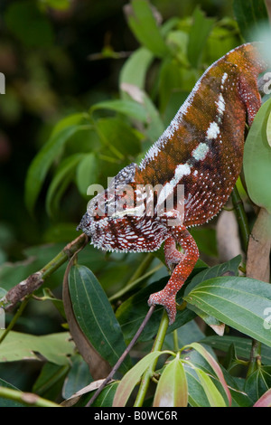 Maschio di Panther Chameleon (Furcifer pardalis), Madagascar, Africa Foto Stock