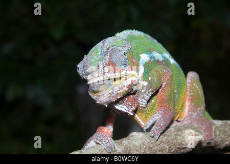 Maschio di Panther Chameleon (Furcifer pardalis), Madagascar, Africa Foto Stock