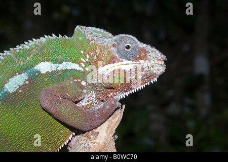 Maschio di Panther Chameleon (Furcifer pardalis), Madagascar, Africa Foto Stock