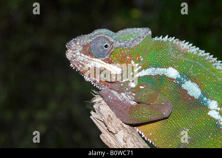 Maschio di Panther Chameleon (Furcifer pardalis), Madagascar, Africa Foto Stock