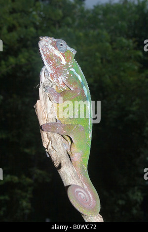 Maschio di Panther Chameleon (Furcifer pardalis), Madagascar, Africa Foto Stock