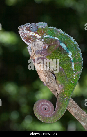 Maschio di Panther Chameleon (Furcifer pardalis), Madagascar, Africa Foto Stock