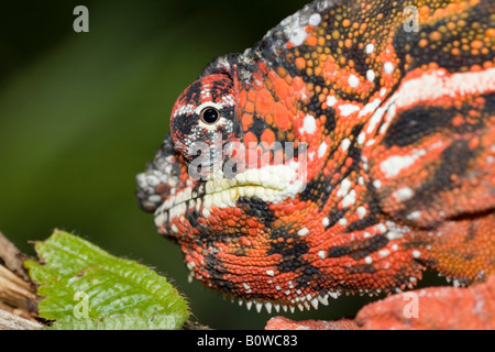 Maschio di Panther Chameleon (Furcifer pardalis), Madagascar, Africa Foto Stock